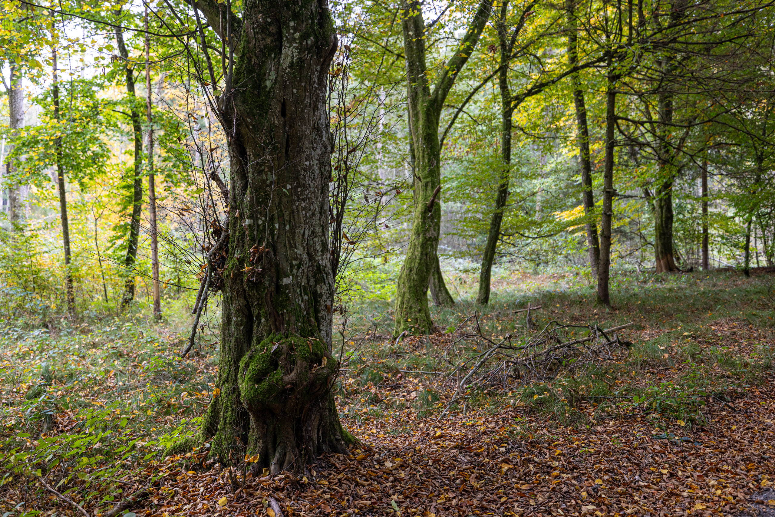 20231014123321 R5D 4106